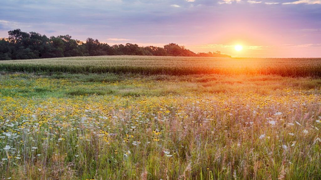 Wild Flower Field at Fort Defiance State Park