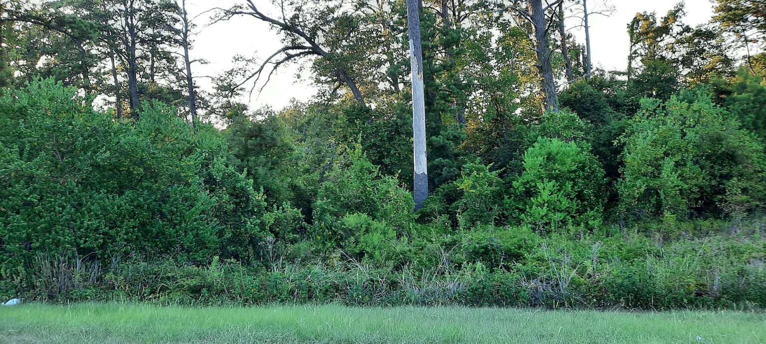 10 Historic Forts in Louisiana The Amazing Past of the Bayou State