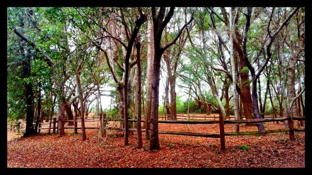 Secessionville Battlefield